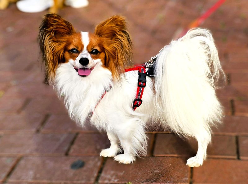 Adult red and white Papillon in a red harness standing on brick paving with its fringed ears raised
