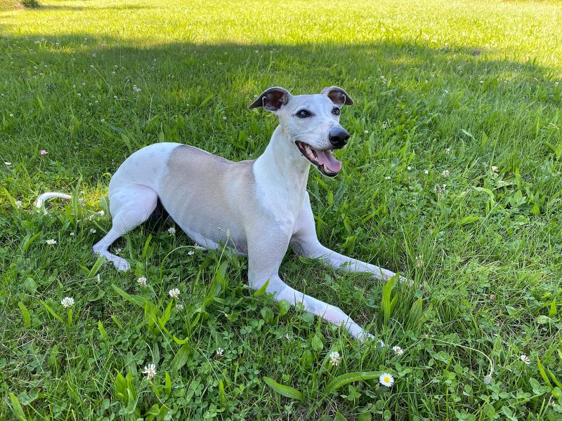 Adult fawn and white Whippet lying on grass with its mouth open and ears folded back