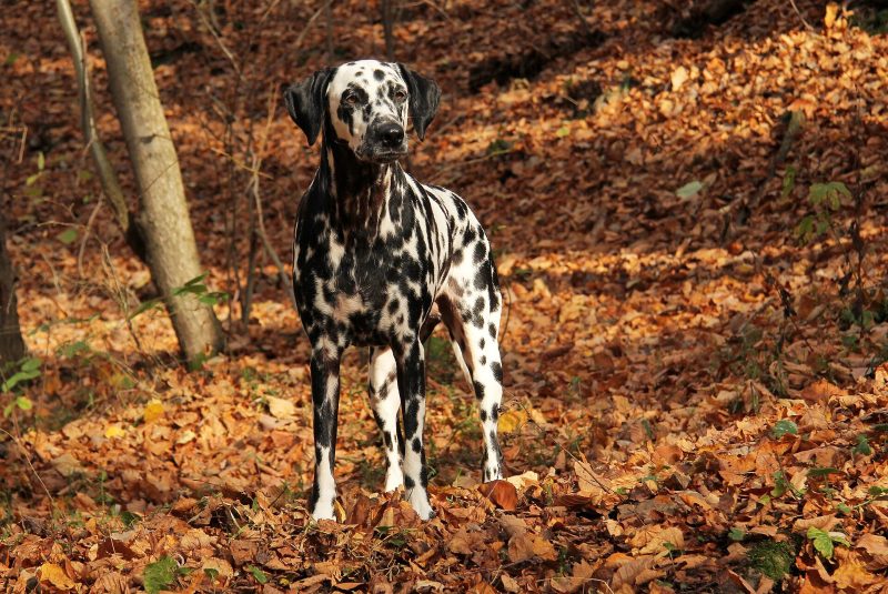 Adult black-spotted Dalmatian standing among fallen autumn leaves in a wood