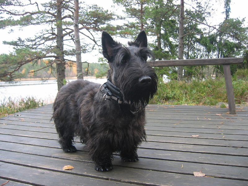 Adult black Scottish Terrier standing on a wooden deck beside a lake with pine trees behind