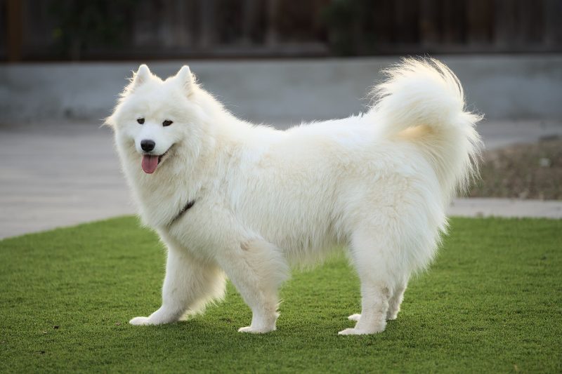 Adult white Samoyed standing on a lawn with its plumed tail curled over its back and mouth open in a smile