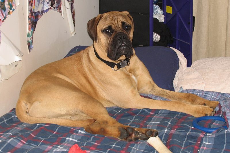 Adult fawn male Bullmastiff with a black mask standing in a dry grass field in low sunlight