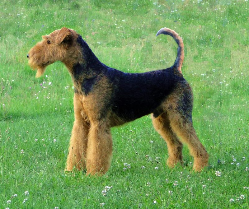 Adult tan and black Airedale Terrier standing in profile on a grassy meadow