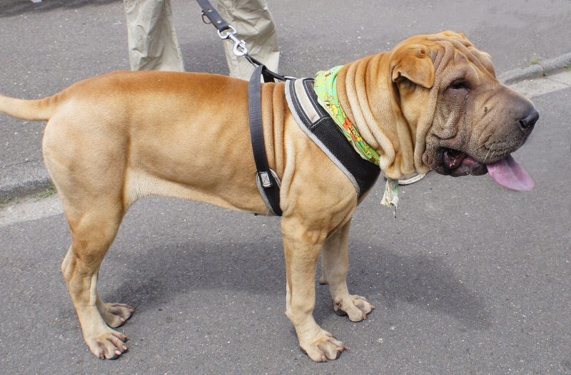 Adult fawn Chinese Shar-Pei in a harness standing on a sidewalk with its tongue out