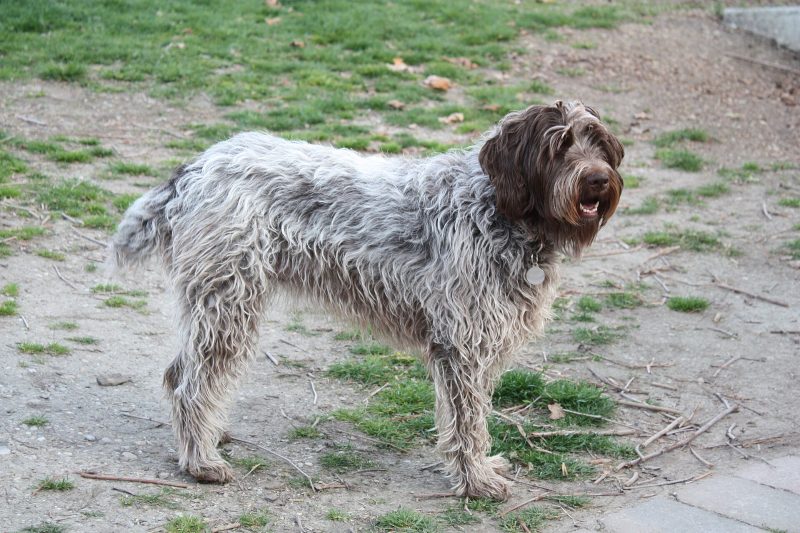 Adult steel gray and brown Wirehaired Pointing Griffon standing in profile on bare ground