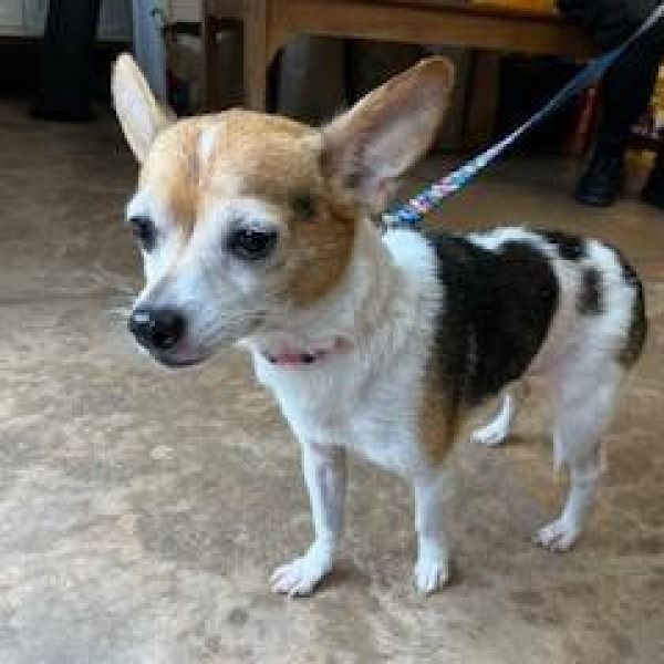 Summit Animal Hospital