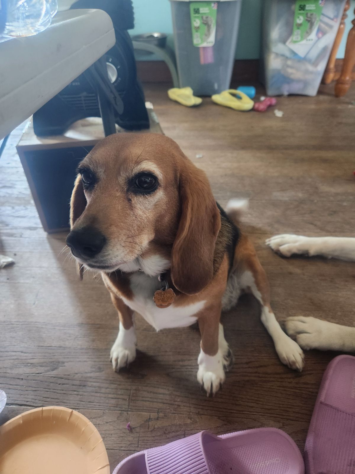 Penny