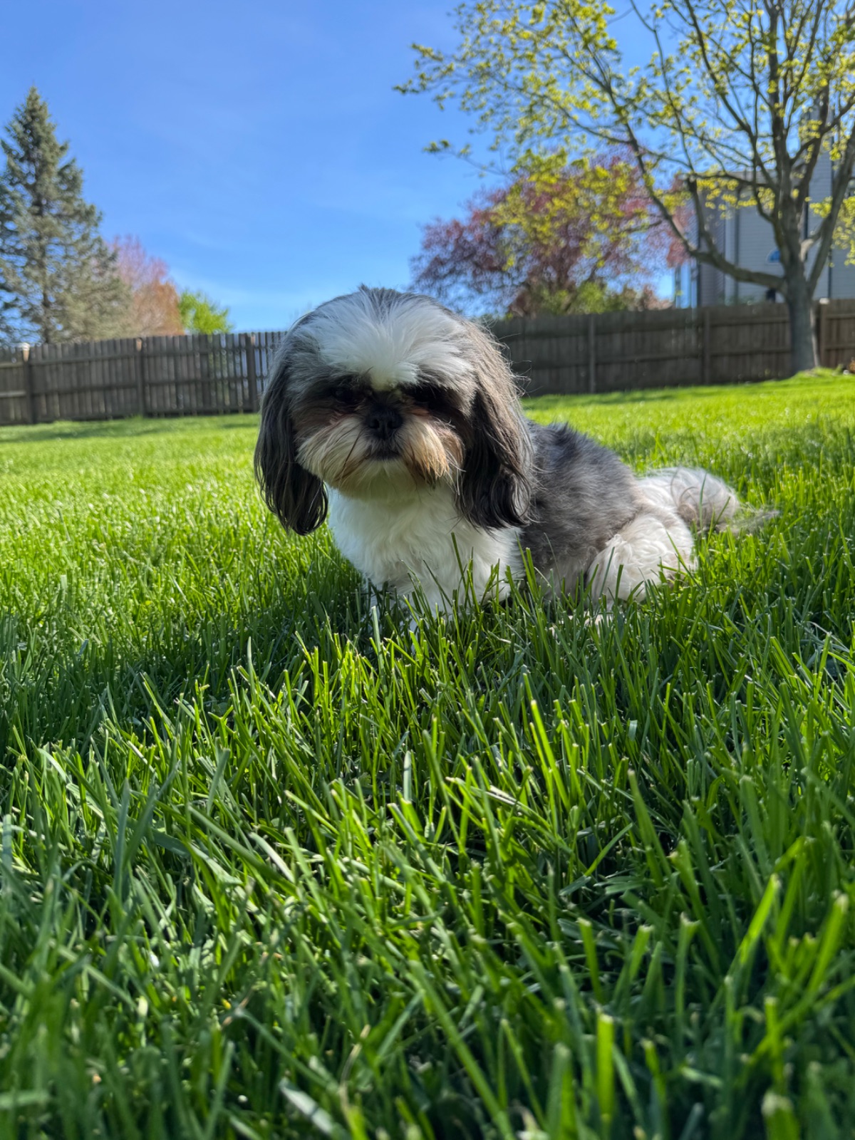 Lola