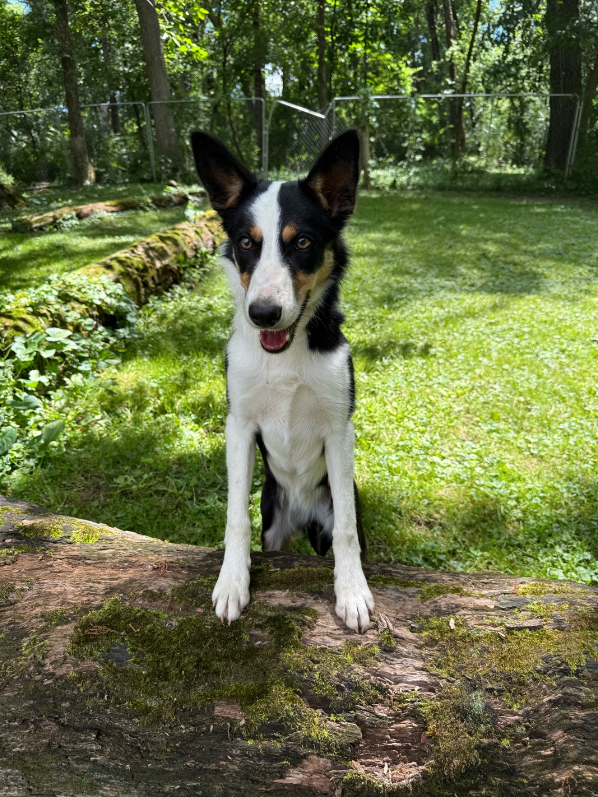 Neala